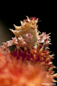 "Looking High" (Candy Crab) by William Loke 